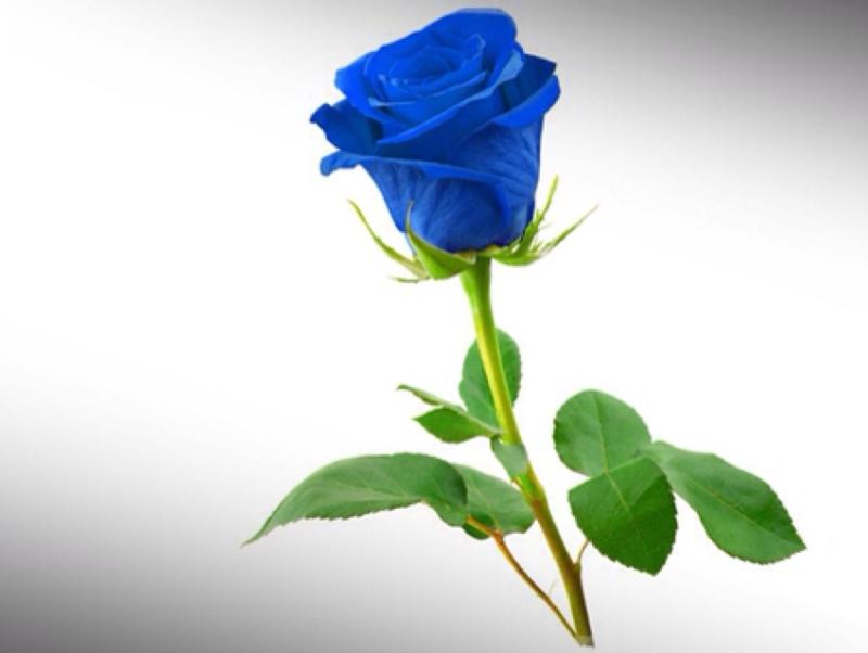 蓝色玫瑰代表什么