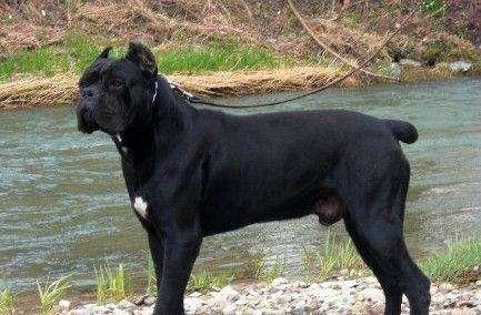 卡斯罗犬能长多大