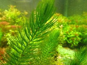 金鱼藻如何固定在鱼缸