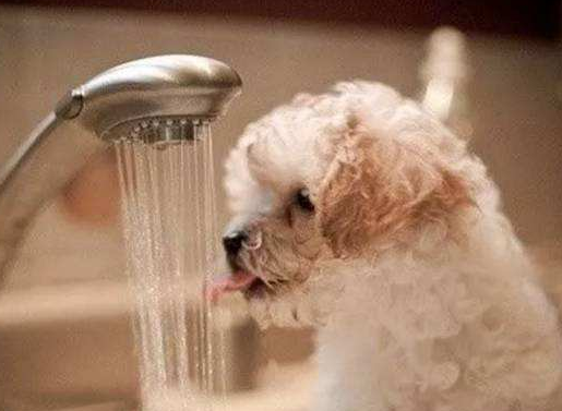 小狗能洗澡吗