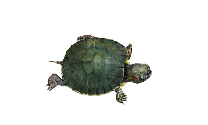 巴西龟吃什么长得快？科学的喂养方式是这样的