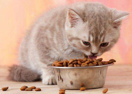小猫多大可以吃猫粮？一般是这个时间段