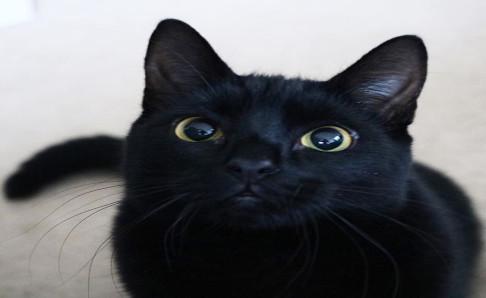 黑猫能随便养吗