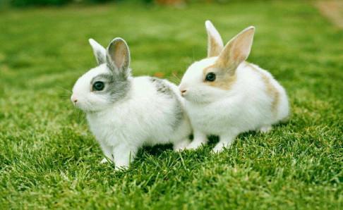 兔子的寿命有多长？正常的就这么几年