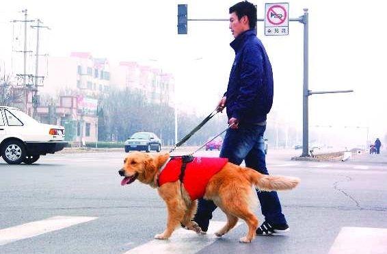 导盲犬是什么品种