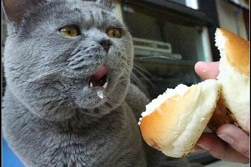 猫能吃面包吗