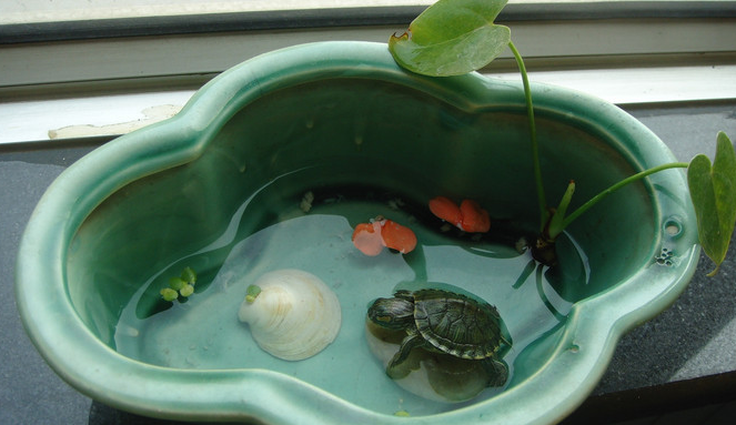 小乌龟的生活习性