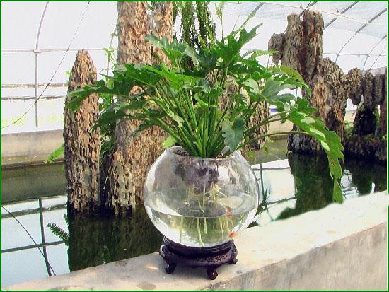 水培花卉玻璃瓶