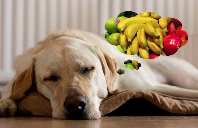 狗狗可以吃苹果吗