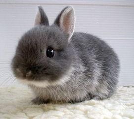 兔子的耳朵有什么作用？耳朵的作用可能大于眼睛