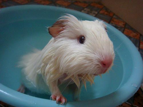 荷兰猪怎么洗澡