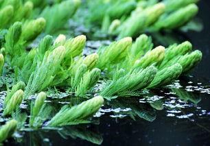金鱼藻如何固定在鱼缸