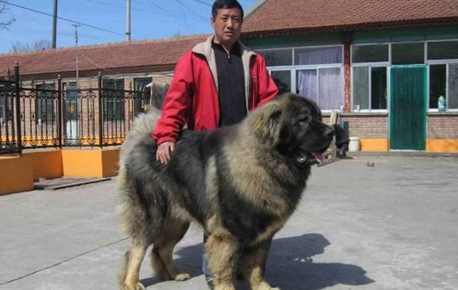 高加索犬能长多少斤