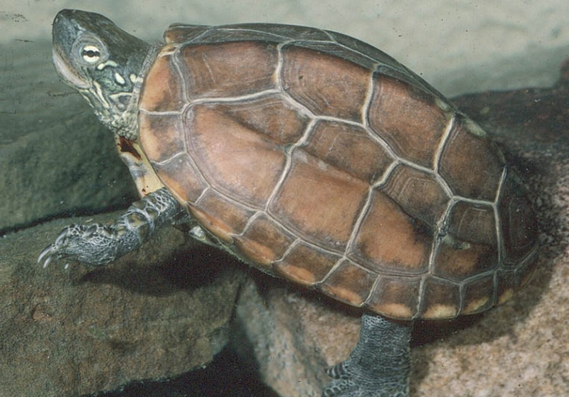 中华草龟能长多大