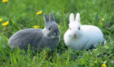 兔子的种类