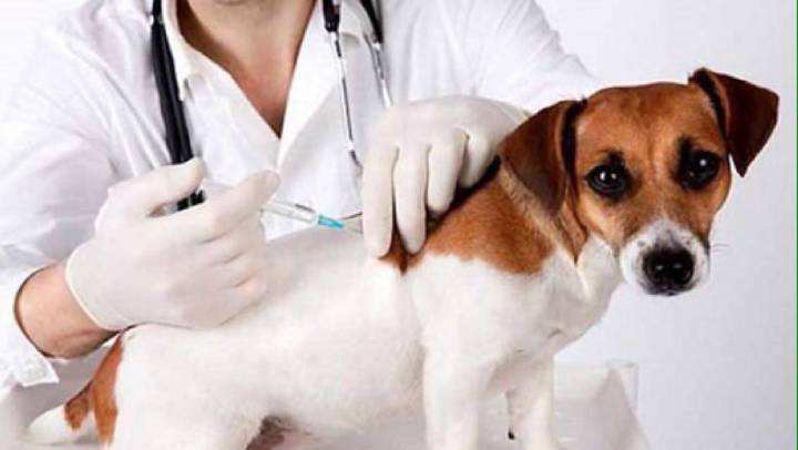 狗狗要打哪些疫苗
