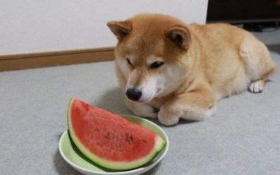 狗狗能吃西瓜吗