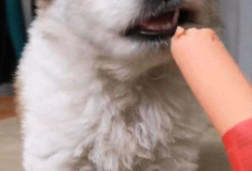 贵宾犬可以吃火腿肠吗