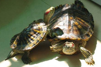 巴西红耳龟怎么养