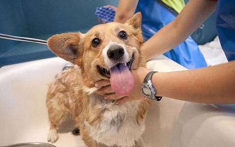 怎样给狗狗洗澡