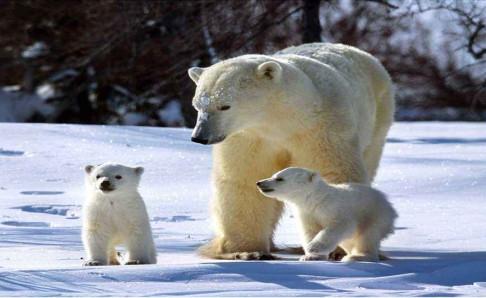北极熊为什么不吃企鹅宝宝