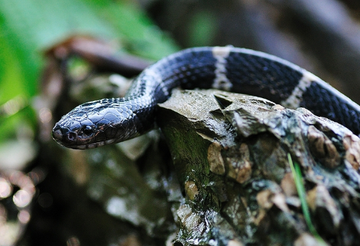 中国最毒的蛇是什么蛇