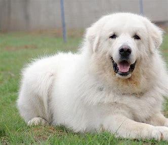 大白熊犬能长多大