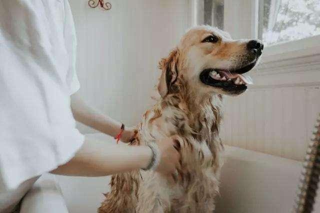 狗狗用什么洗澡好