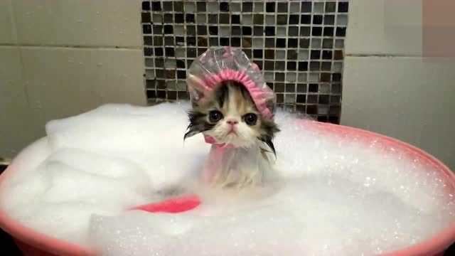 怎样给猫咪洗澡