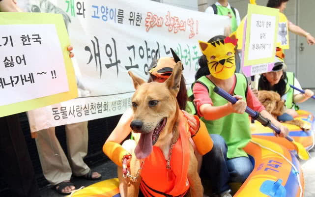 国内外舆论压力太大，韩国最大的狗肉屠宰场宣布关闭