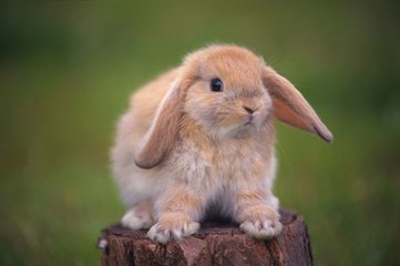 宠物兔冬天怎么养