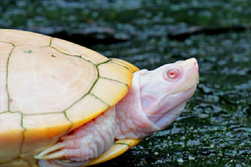草龟怎么养更有灵性？摸清楚草龟的习性