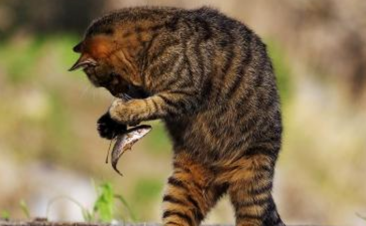 猫为什么喜欢吃鱼？是必然还是偶然？