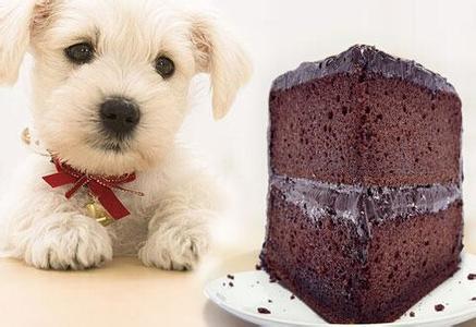 为什么狗不能吃巧克力