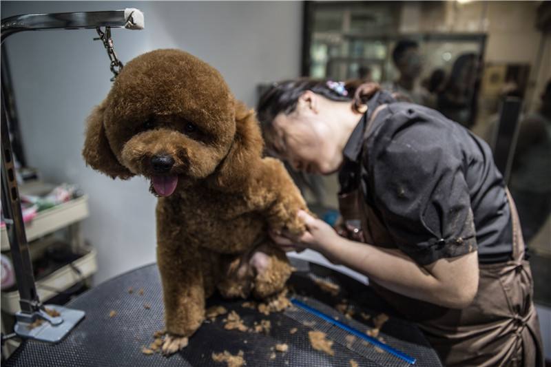 宠物美容师要学多久