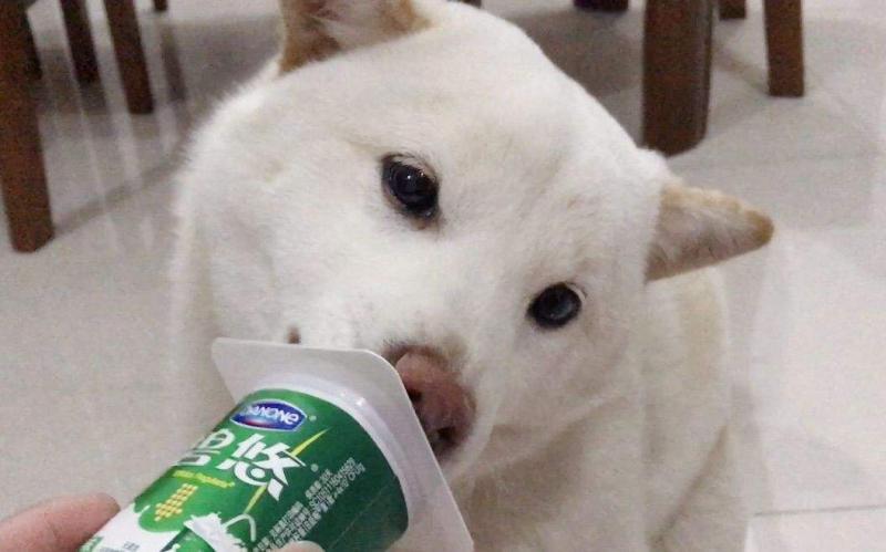 狗能喝酸奶吗