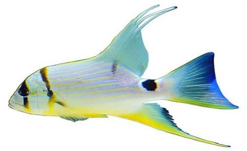 热带鱼身上长白点怎么办