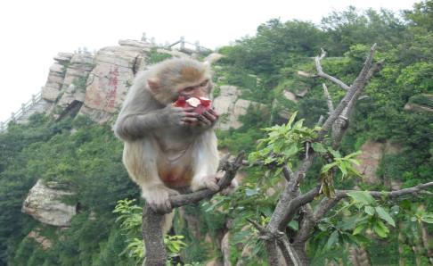 猴子吃什么