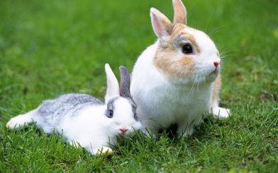 兔子的耳朵有什么作用