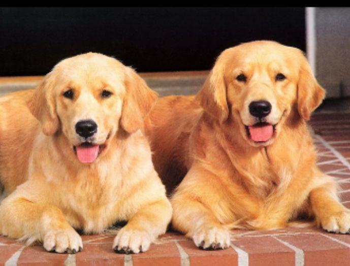 金毛是中型犬还是大型犬