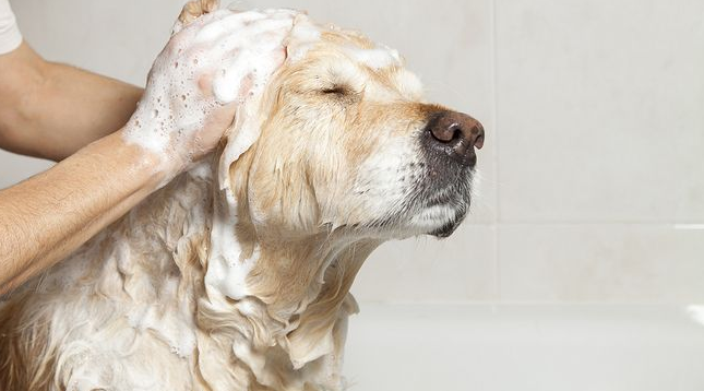 怎么给狗洗澡？这并不是一件容易的事