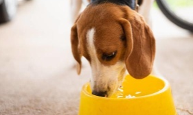 狗狗不停喝水是怎么回事