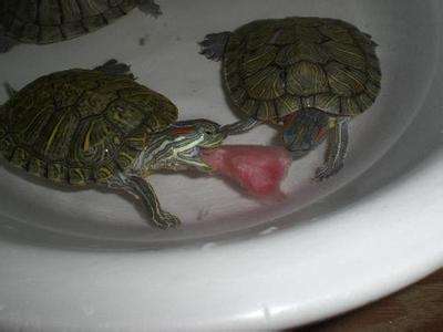 乌龟吃什么东西