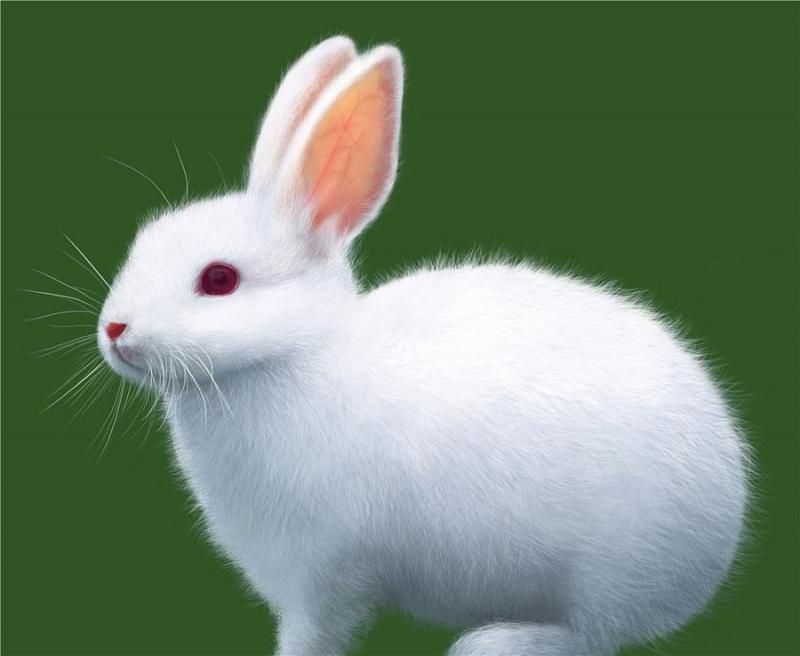 兔子的特点有哪些