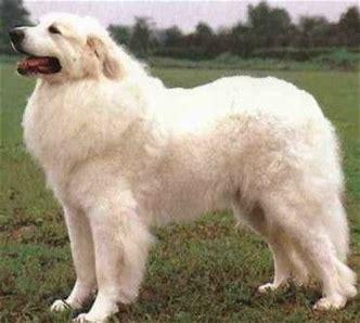 大白熊犬能长多大
