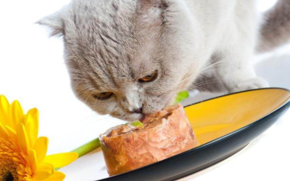 猫除了吃猫粮还吃什么