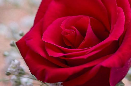 玫瑰花的种植方法，这样种植让它鲜艳热情