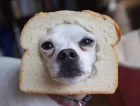 狗狗可以吃面包吗