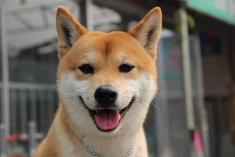中国最受欢迎狗狗排名