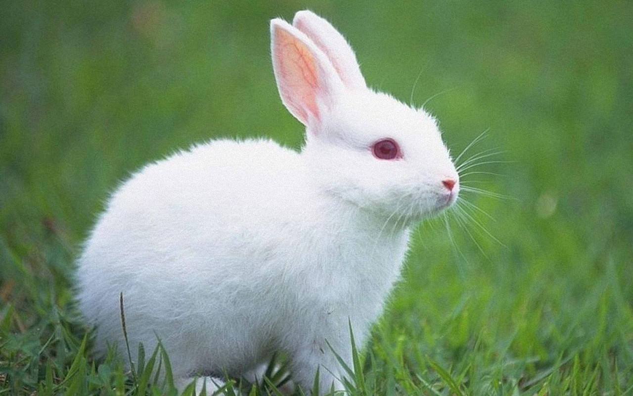 宠物兔子怎么养？小编带你解锁养兔常识